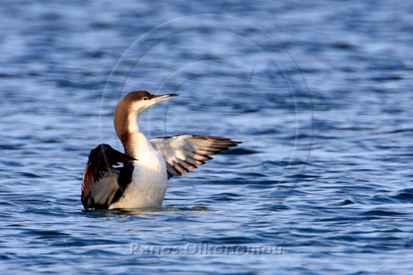 Gavia arctica - ����������� - Black-throated Diver