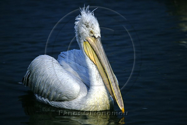 Pelecanus crispus - ��������������� - Dalmatian Pelican