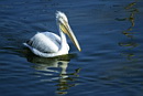 Dalmatian Pelican, ���������������