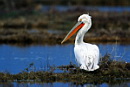 Dalmatian Pelican, ���������������