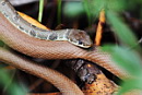 Dahl's Whip Snake, �����