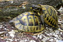 Tortoises, Terrapins, �������