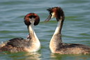 Grebes, Divers, Rails, , 