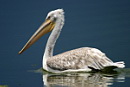 Pelicans, Cormorants, ,  
