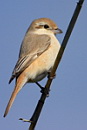Passerines, 
